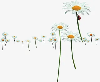 春天清新白色雏菊昆虫免抠