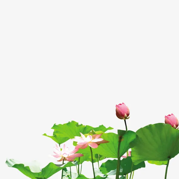 荷叶免抠