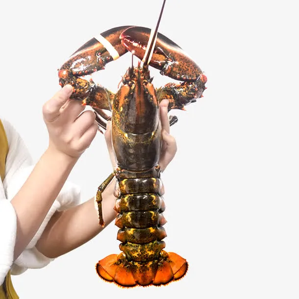 鲜活大龙虾免抠