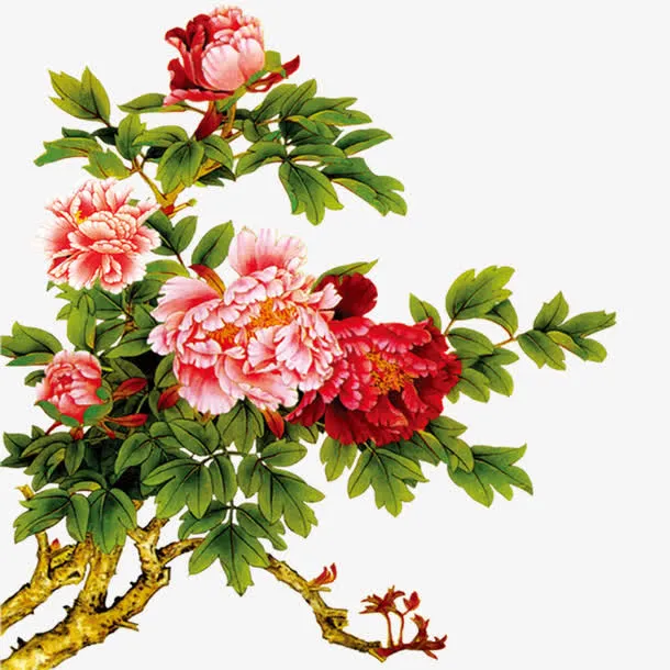 盛开的牡丹花免抠