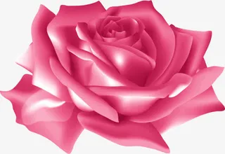 粉色玫瑰免抠