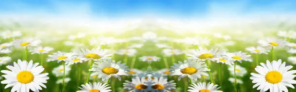 唯美雏菊淘宝海报免抠