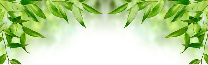 绿色叶子背景免费下载高清