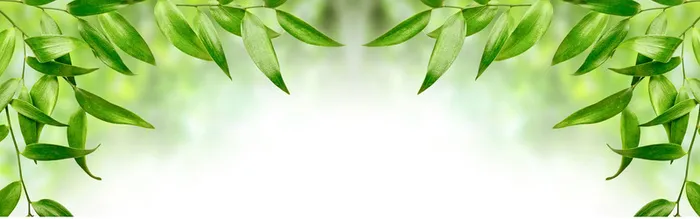 绿色叶子背景免费下载高清