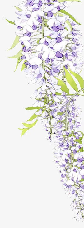 淡雅的紫藤花免抠