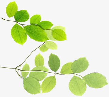 春天阳光下的绿叶树枝免抠