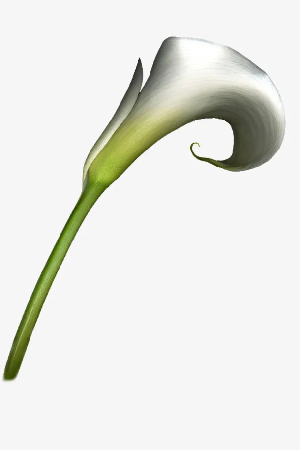 手绘花草素材花草画免抠