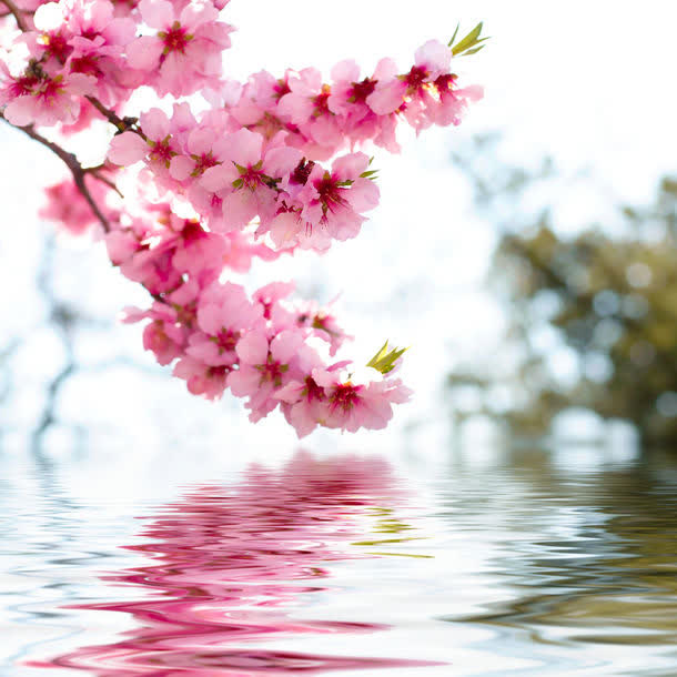 梅花摄影素材免抠