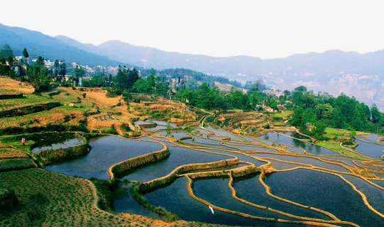 春天的禾苗免抠