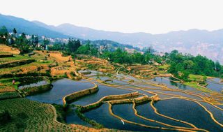 春天的禾苗免抠