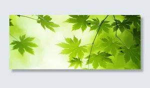 绿枫叶高清
