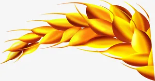 手绘黄色渐变麦穗免抠