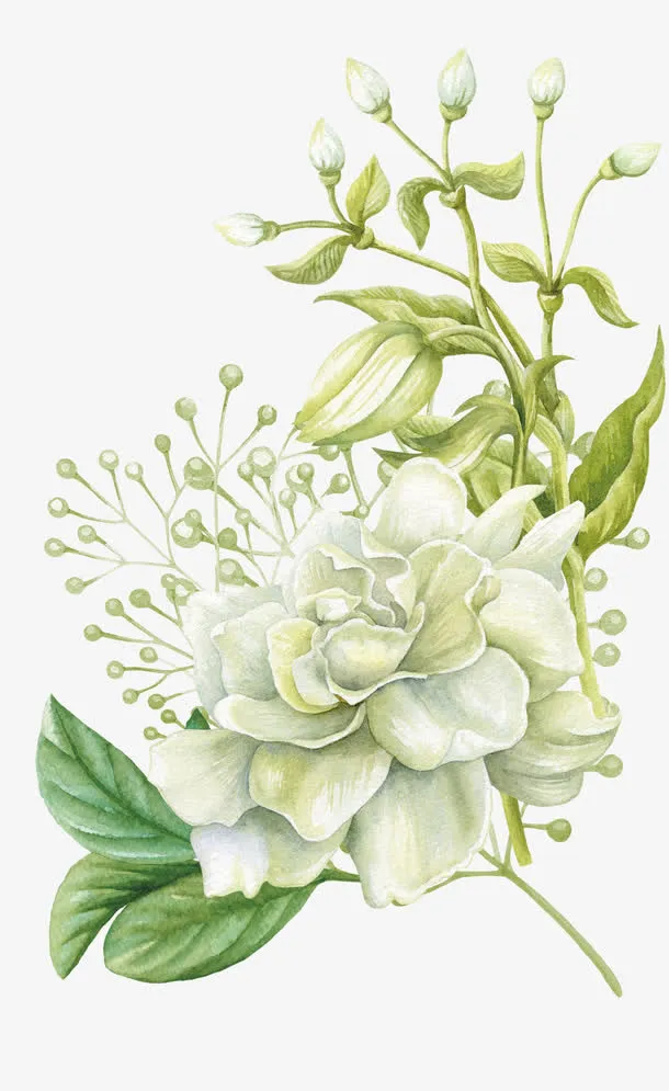 手绘水彩花卉免抠