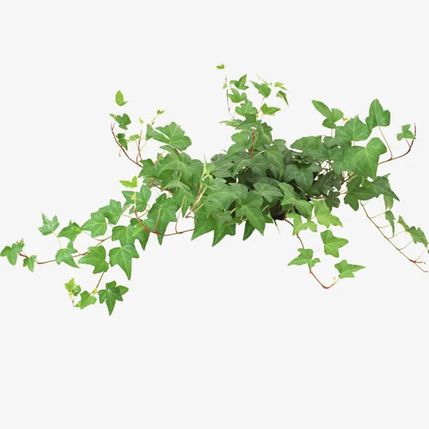 茂密绿叶图片免抠