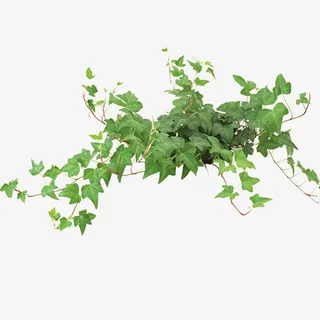 茂密绿叶图片免抠