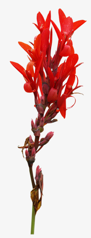 美人蕉花朵免抠