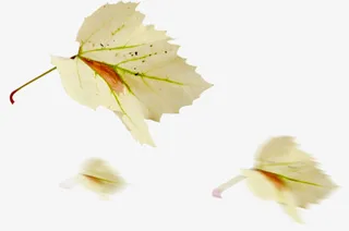 漂浮树叶素材免抠