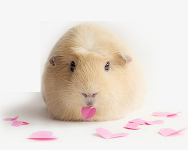 荷兰猪和花瓣免抠