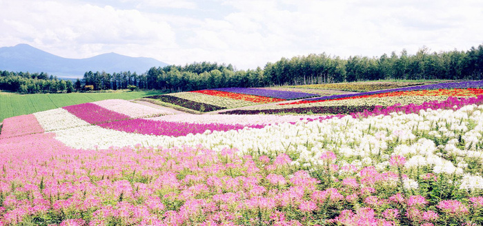 鲜花花海背景高清