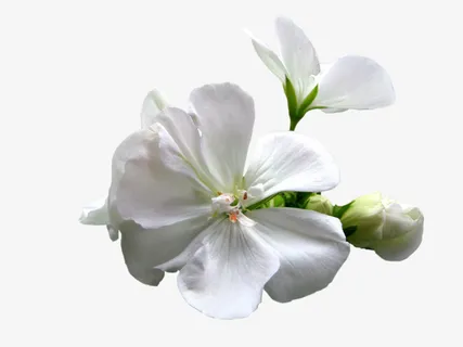 花草图案花草标签免抠