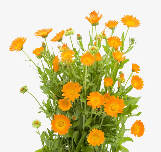 一把金盏花免抠