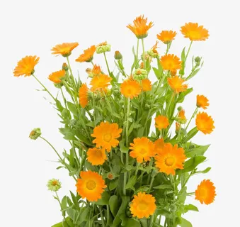 一把金盏花免抠