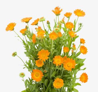 一把金盏花免抠