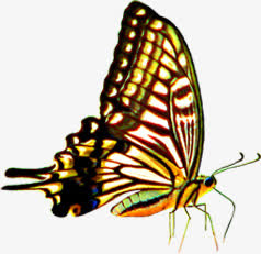 手绘春天彩色蝴蝶免抠装饰动物元素