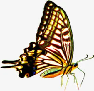 手绘春天彩色蝴蝶免抠装饰动物元素