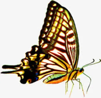 手绘春天彩色蝴蝶免抠装饰动物元素 手绘春天彩色蝴蝶免抠装饰动物元素