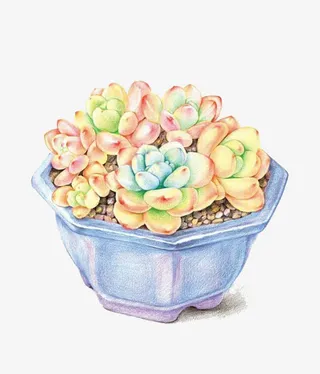 蓝色盆的多肉植物免抠