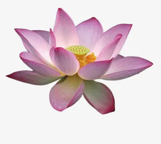 粉色莲花抠图免抠