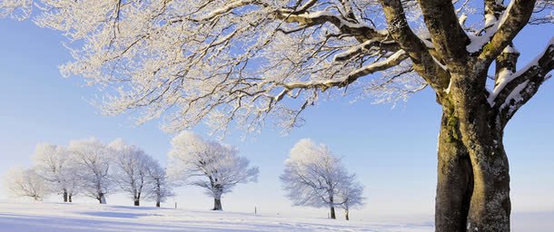 梦幻雪地大树风景免抠