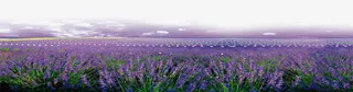 紫色薰衣草花海海报背景七夕情人节