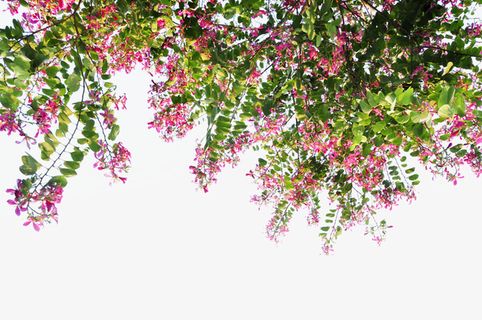 前景树红花羊蹄甲免抠系列免抠