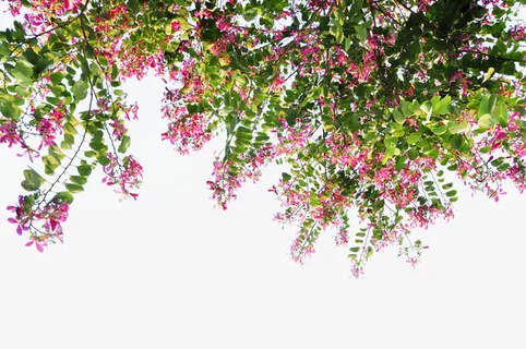 前景树红花羊蹄甲免抠系列免抠