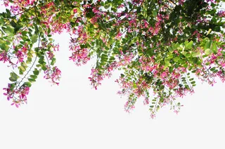 前景树红花羊蹄甲免抠系列免抠