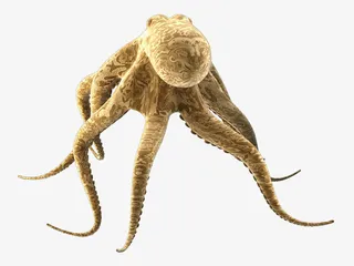 创意布娃娃洋娃娃棉质章鱼免抠