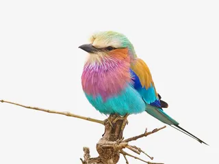 树枝上彩色小鸟素材免抠