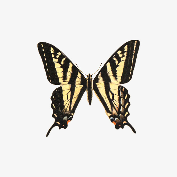 春天蝴蝶黄色艳丽免抠