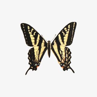 春天蝴蝶黄色艳丽免抠