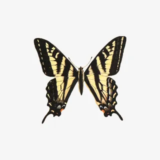 春天蝴蝶黄色艳丽免抠