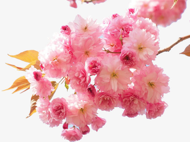 粉色的花朵免抠