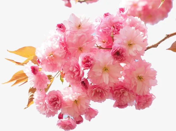 粉色的花朵免抠
