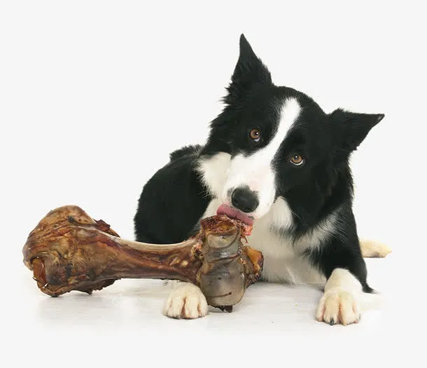 啃肉骨头的边牧狗狗免抠