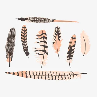 矢量图超清晰羽毛免抠