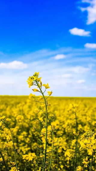 蓝天下的油菜花田H5背景素材高清