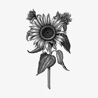 黑白向日葵免抠