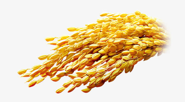 金色水稻立体高清装饰素材免抠