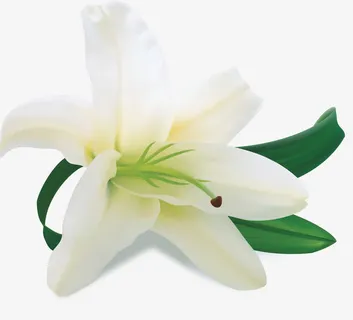 花朵矢量免抠 花朵矢量免抠